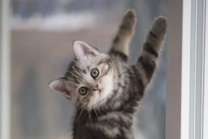 beste keuze voor een hordeur met katten