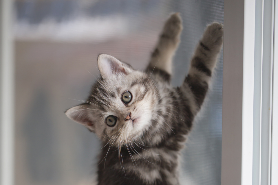 beste keuze voor een hordeur met katten